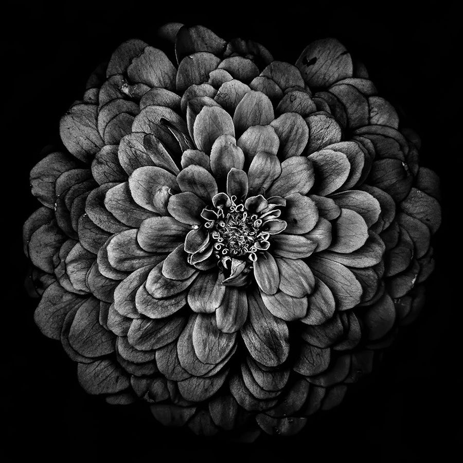 Black and White Chrysanthemum Poster Print by Brian Carson-VARPDXFAF1678 Image 1