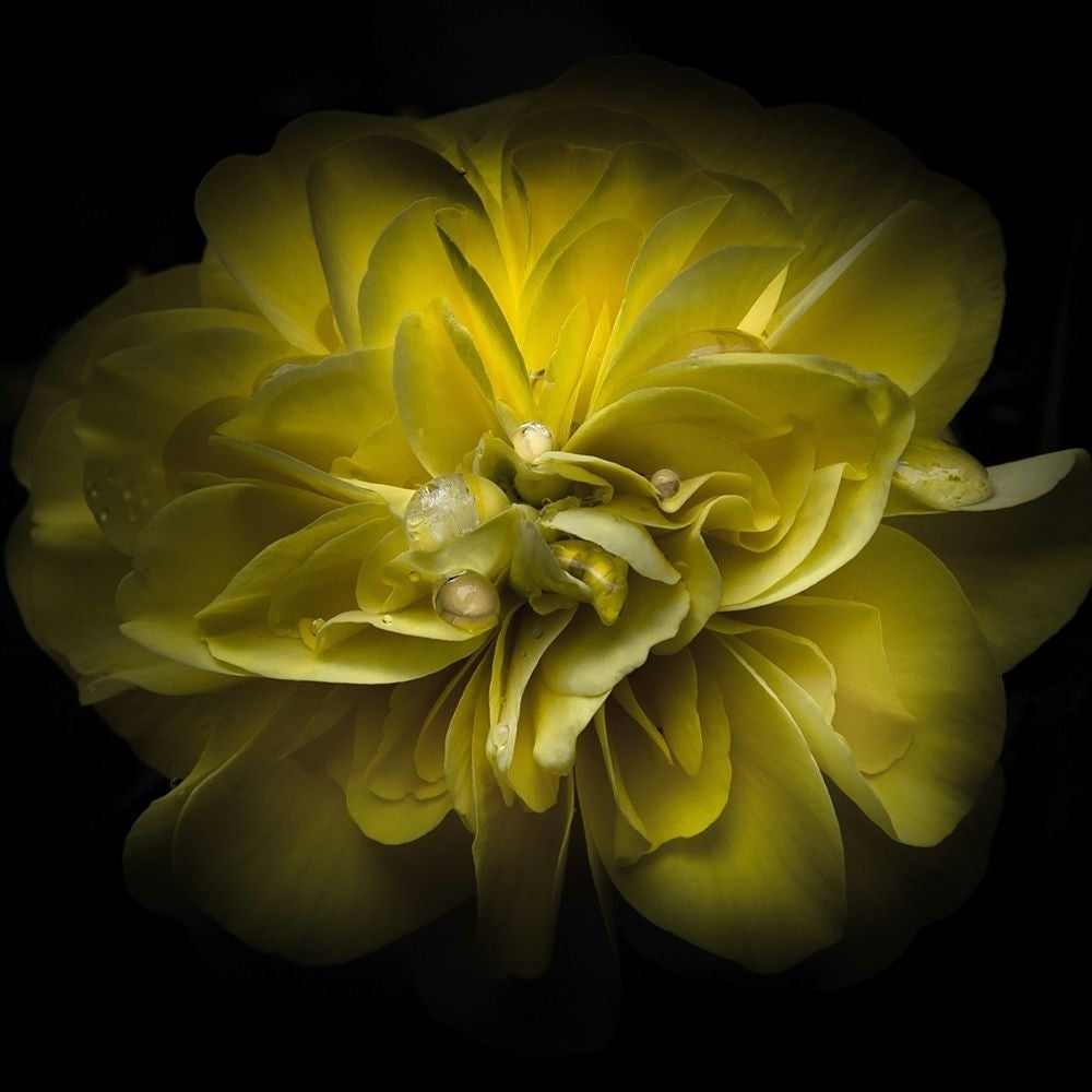 Golden Yellow Petals Poster Print by Brian Carson-VARPDXFAF1672 Image 1