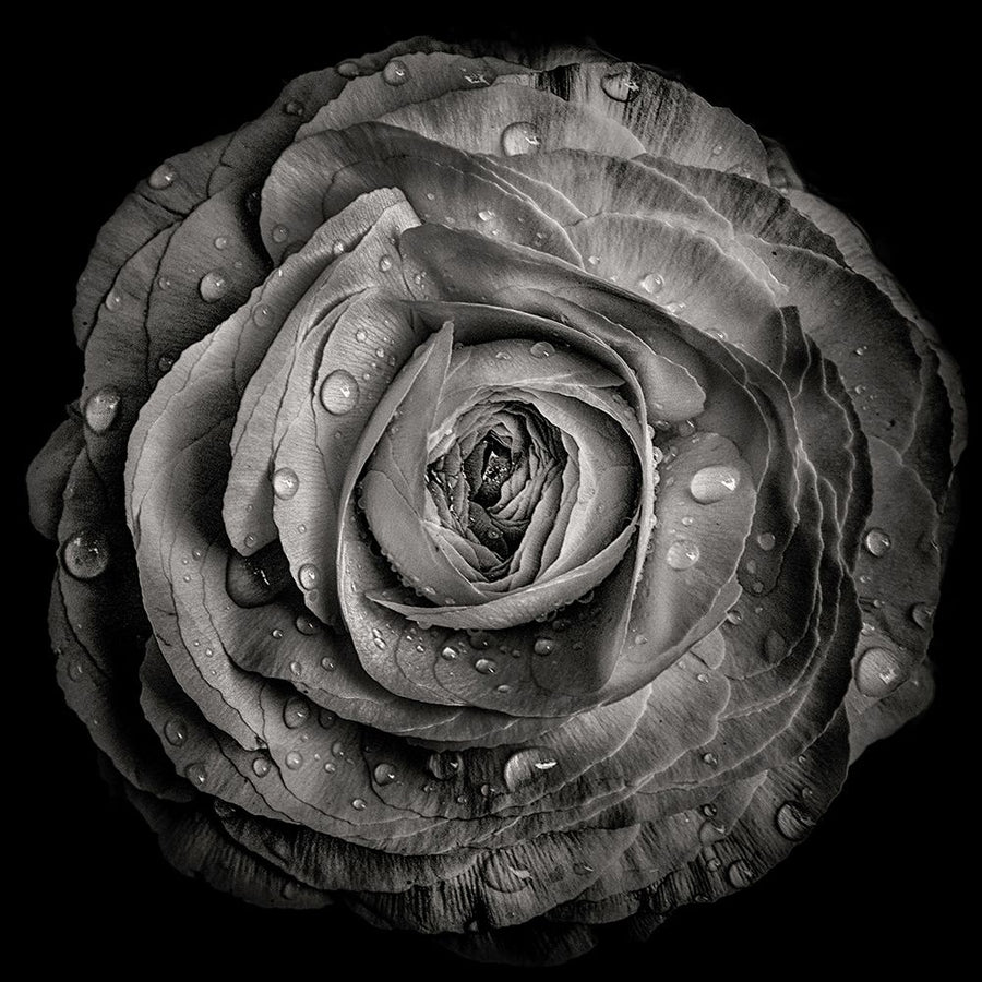 Black and White Rose Poster Print by Brian Carson-VARPDXFAF1681 Image 1