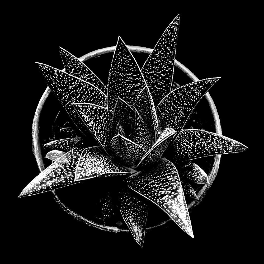 Black and White Succulent Poster Print by Stephane Graciet-VARPDXFAF1698 Image 1