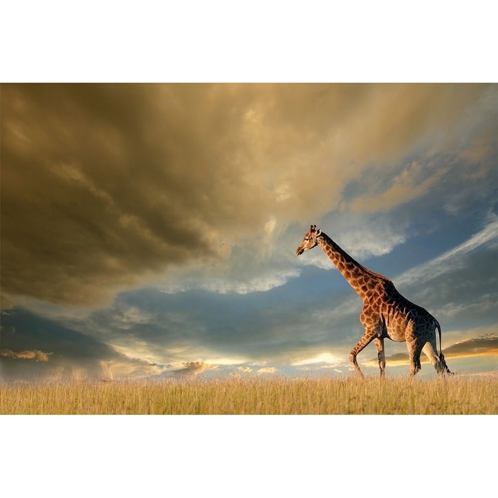 Giraffes African Skies Poster Print by Anonymous Anonymous-VARPDXFAF2038C Image 1