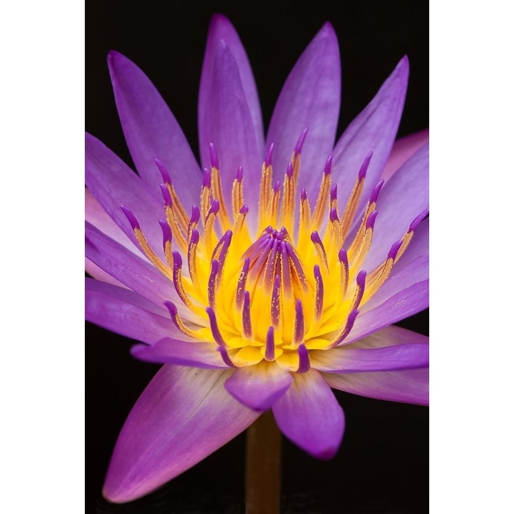 Violet Lotus Poster Print by Anonymous Anonymous-VARPDXFAF293 Image 1