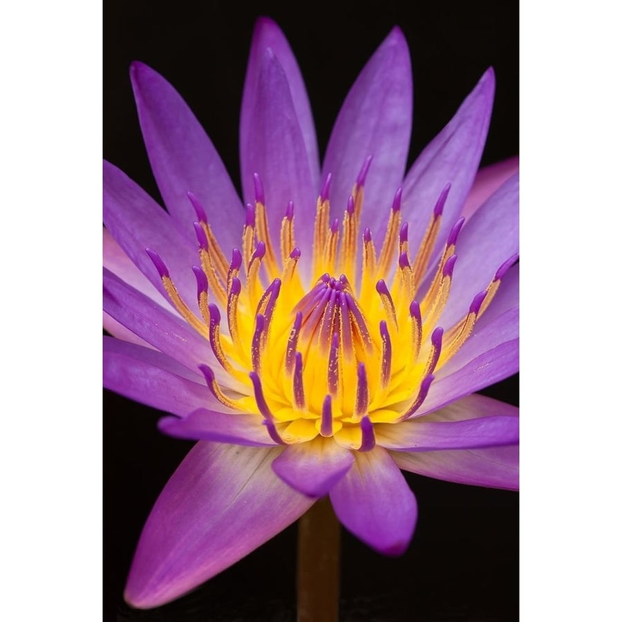 Violet Lotus Poster Print by Anonymous Anonymous-VARPDXFAF293 Image 1