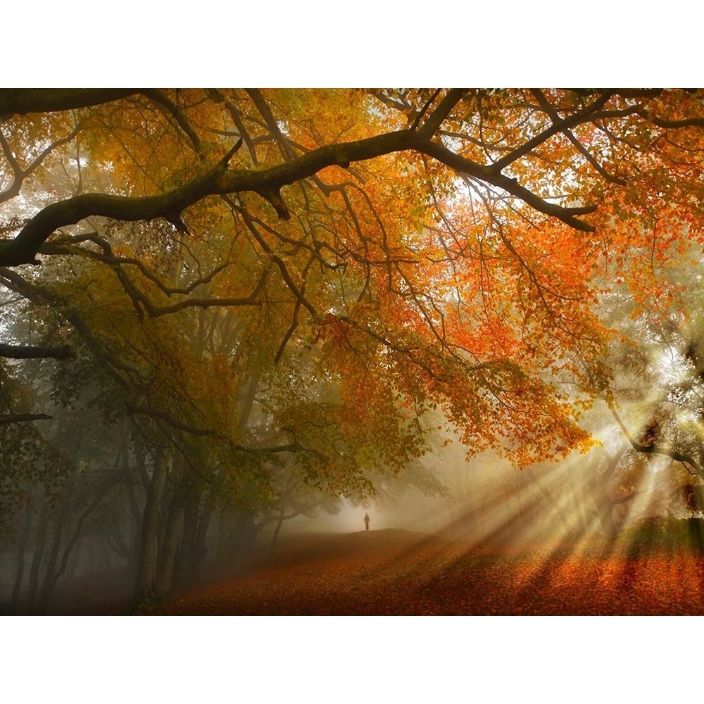 Sunburst Woods Poster Print by Critchley Critchley-VARPDXFAF334 Image 1