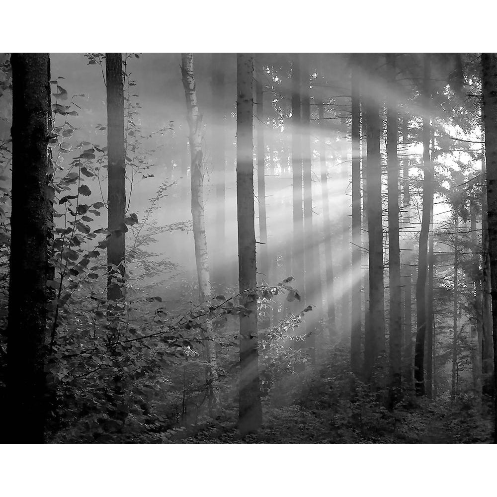 Light Through the Trees II Poster Print by Anonymous Anonymous-VARPDXFAF489 Image 1