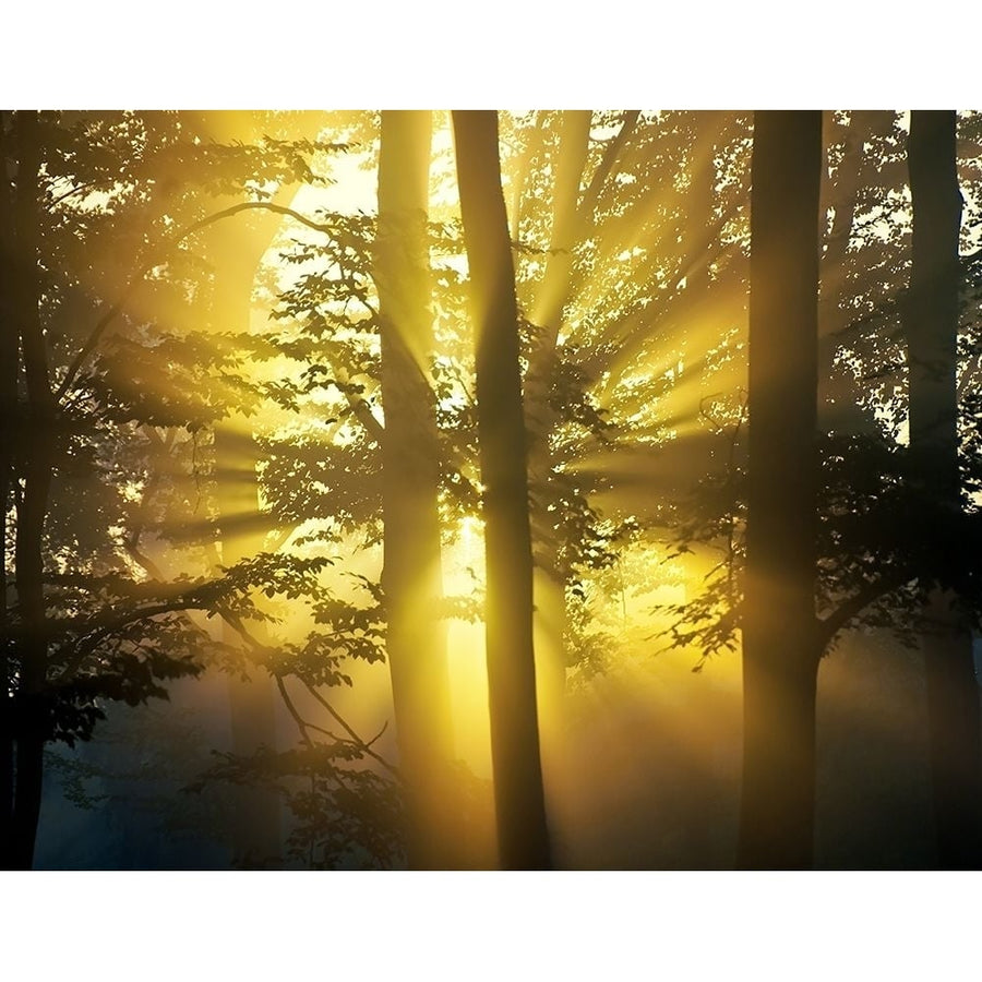 Light Through the Trees I Color Poster Print by Anonymous Anonymous-VARPDXFAF487C Image 1