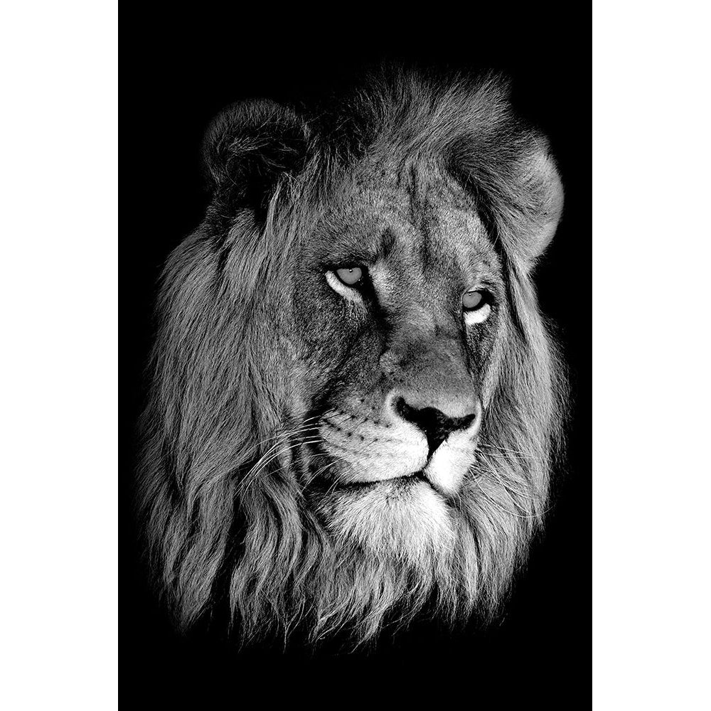 Lion King Poster Print by Anon Anon-VARPDXFAF890 Image 1