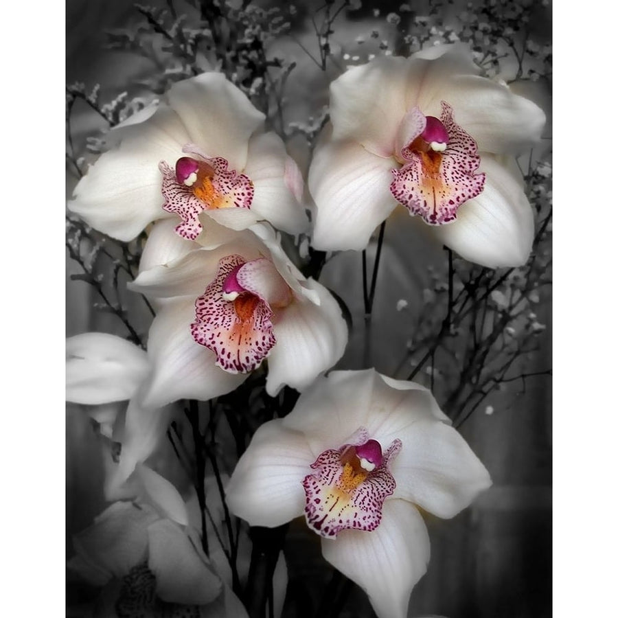 Cymbidium Orchid White Poster Print by Igor Maloratsky-VARPDXFAFM2021 Image 1