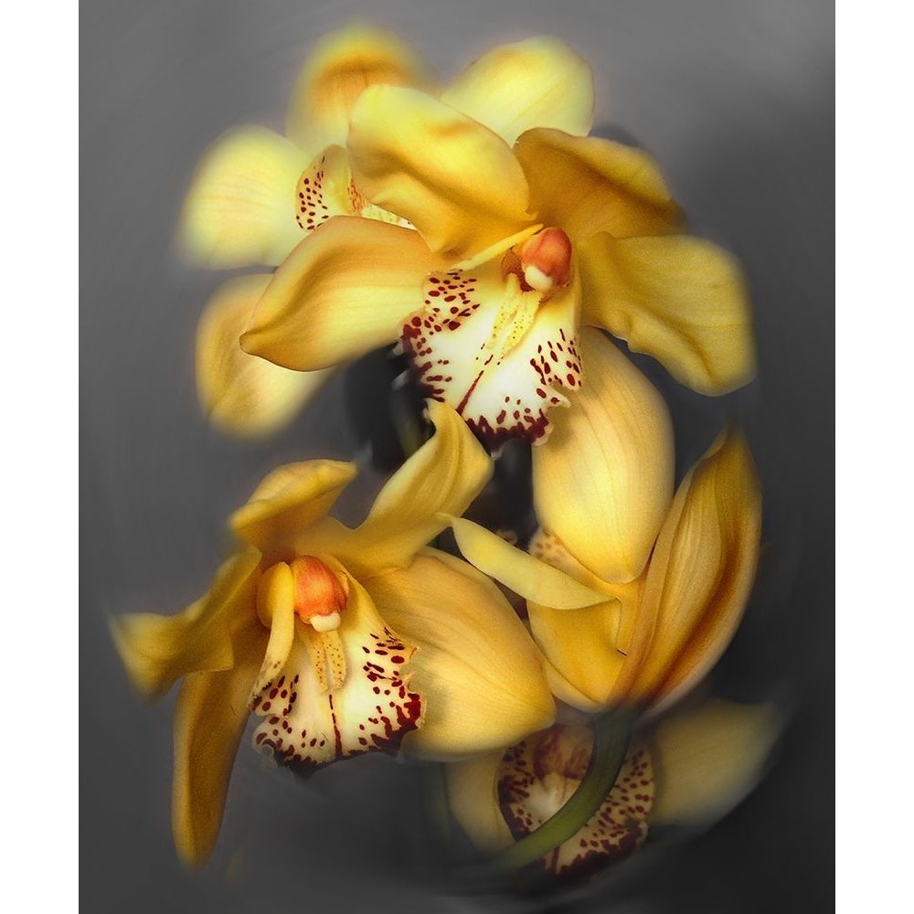 Cymbidium Orchid Yellow Poster Print by Igor Maloratsky-VARPDXFAFM2024 Image 1