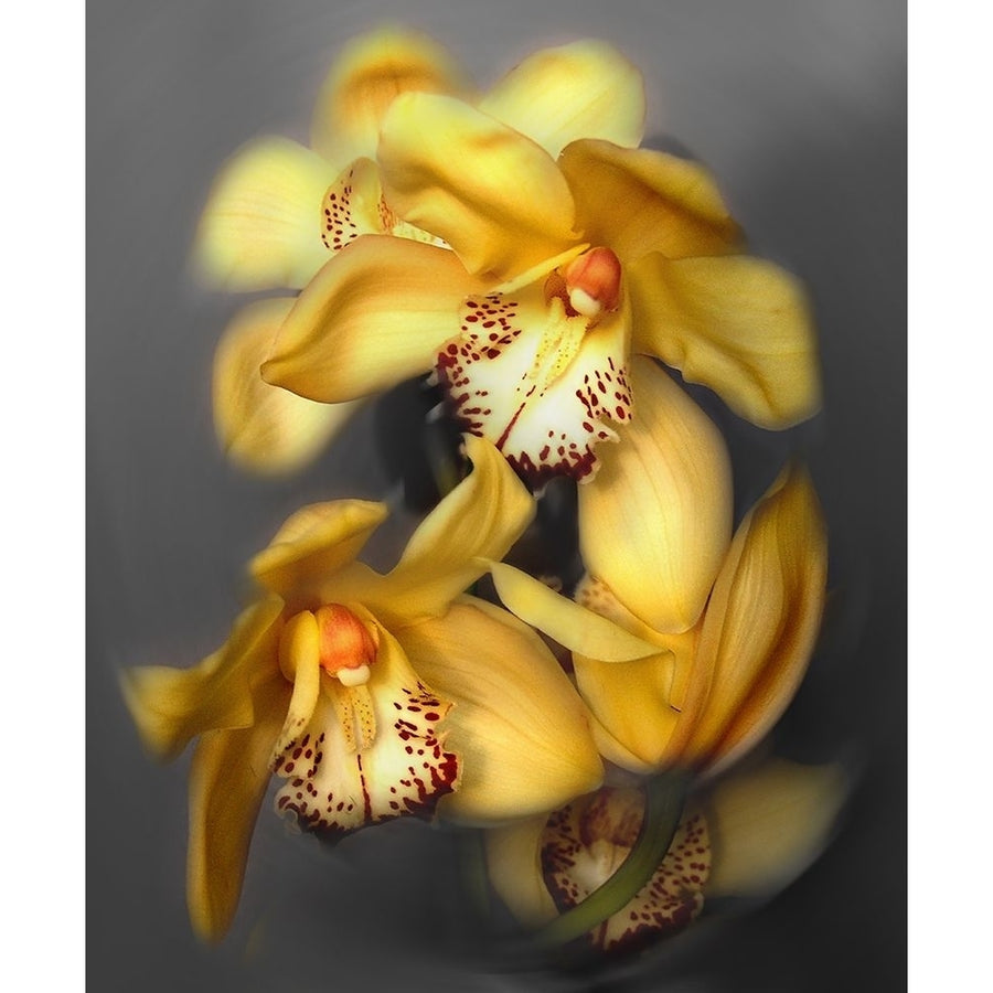 Cymbidium Orchid Yellow Poster Print by Igor Maloratsky-VARPDXFAFM2024 Image 1