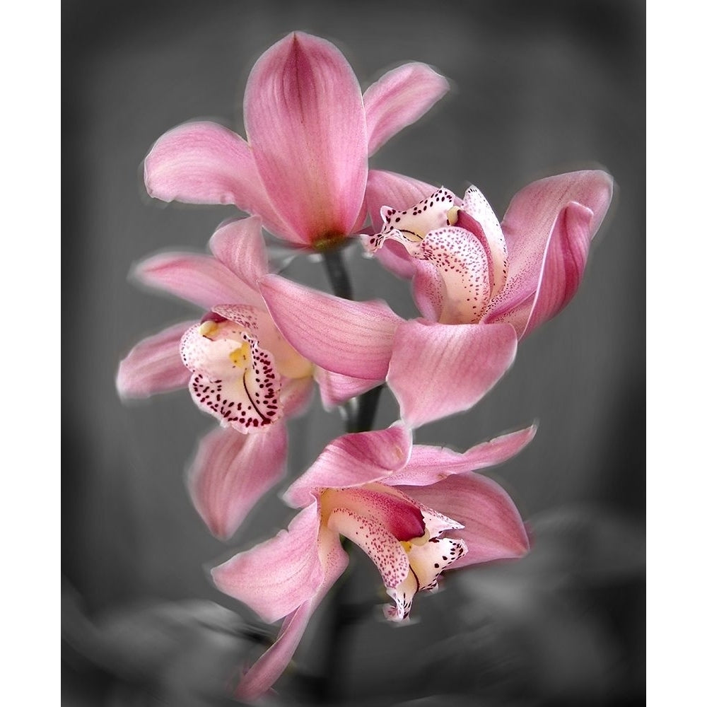 Cymbidium Orchid Bright Pink Poster Print by Igor Maloratsky-VARPDXFAFM2022 Image 1