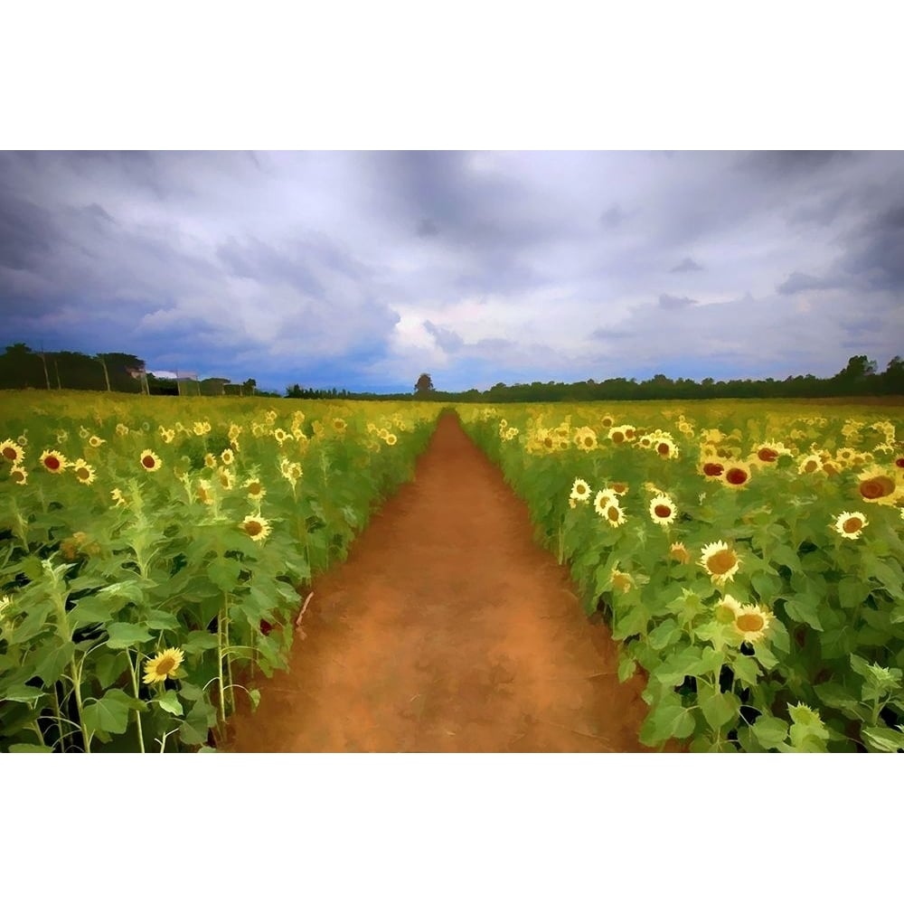 Sunflower Field Poster Print by Ronald Bolokofsky-VARPDXFAS1937 Image 1