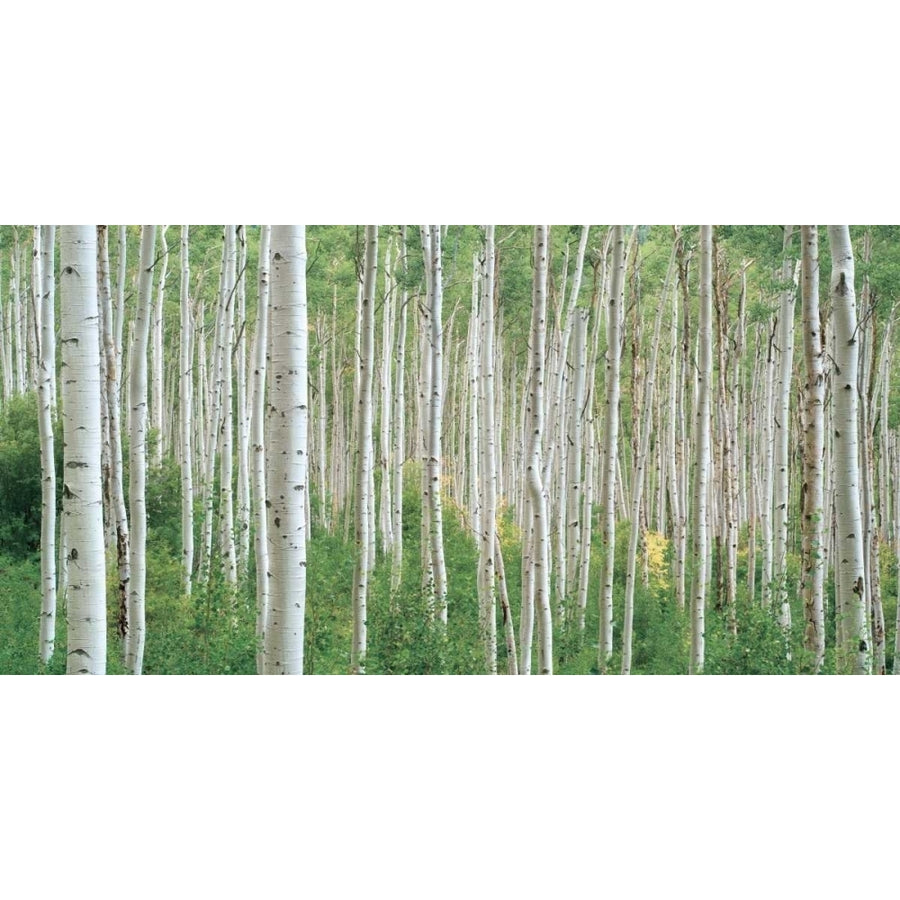 Early Autumn Aspens Poster Print by Dennis Frates-VARPDXFDP102 Image 1