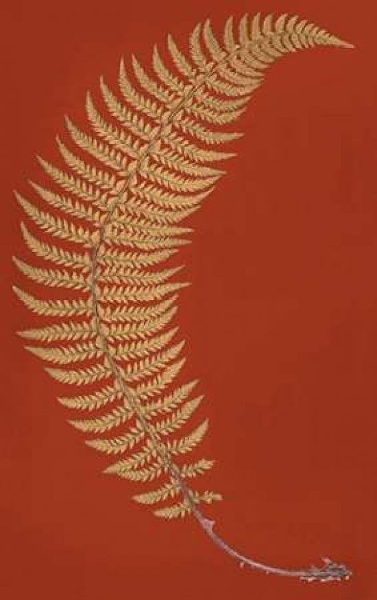 Hard Prickly Shied Fern Poster Print by Francis George Heath-VARPDXFGH03 Image 1