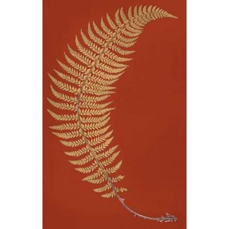 Hard Prickly Shied Fern Poster Print by Francis George Heath-VARPDXFGH03 Image 2