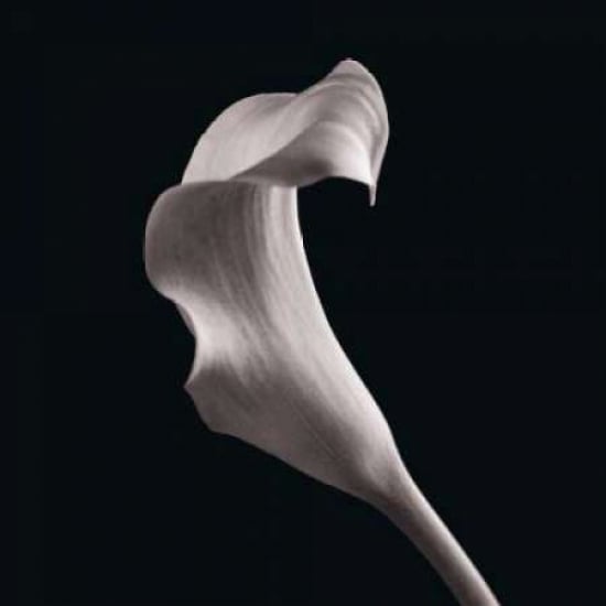 Lilies Poster Print by Michael Faragher-VARPDXFMP100A Image 2