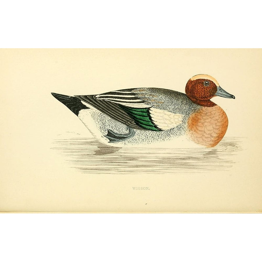 Wigeon Poster Print by Rev FO Morris-VARPDXFOM09 Image 1