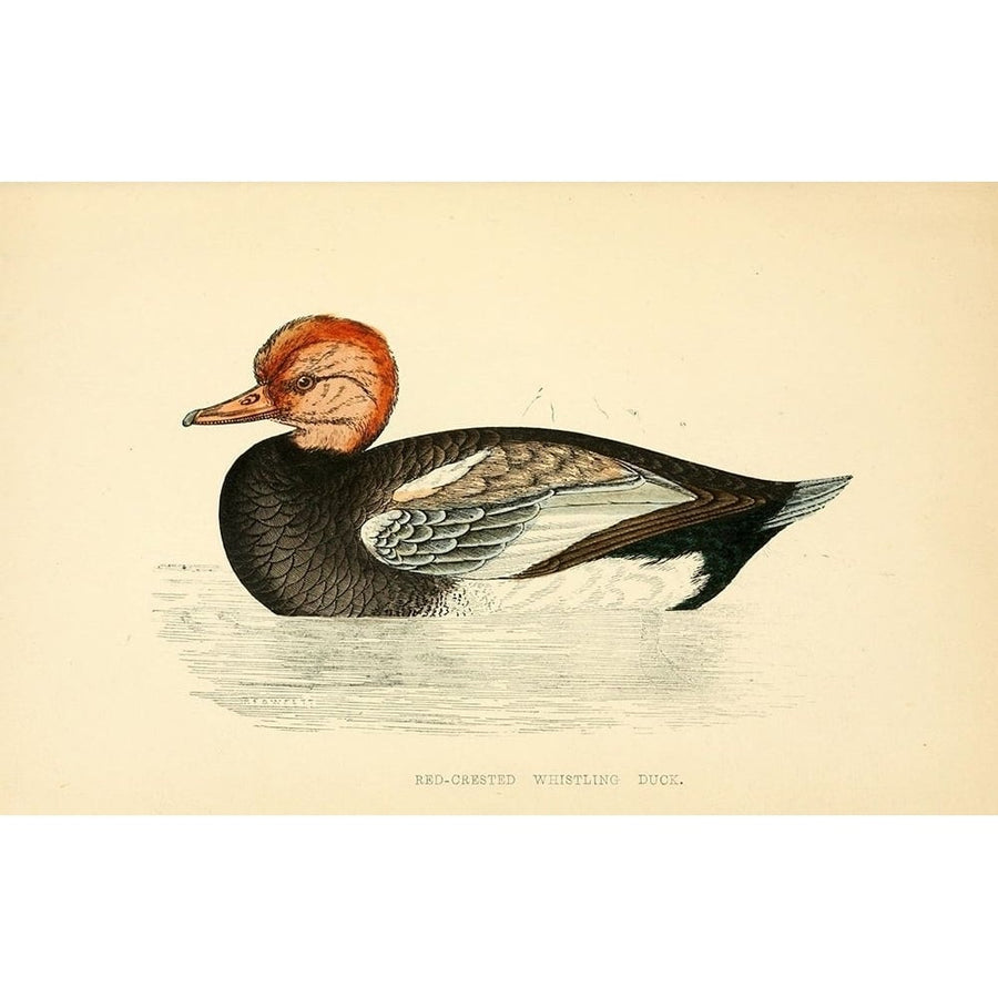 Red Crested Whistling Duck Poster Print by Rev FO Morris-VARPDXFOM12 Image 1