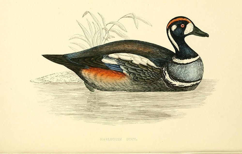 Harlequin Duck Poster Print by Rev FO Morris-VARPDXFOM14 Image 1