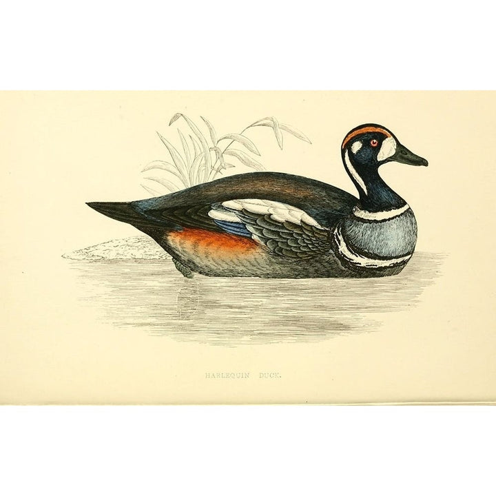 Harlequin Duck Poster Print by Rev FO Morris-VARPDXFOM14 Image 2