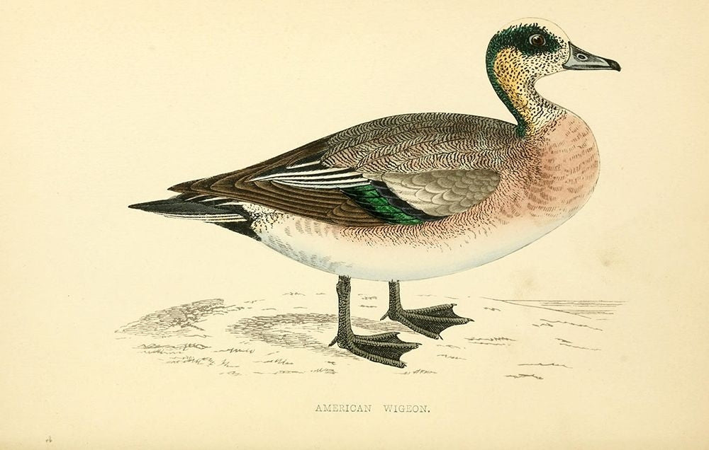 American Wigeon Poster Print by Rev FO Morris-VARPDXFOM10 Image 2