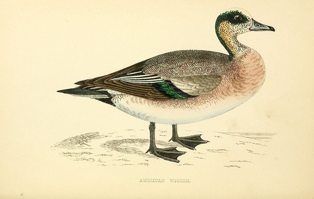 American Wigeon Poster Print by Rev FO Morris-VARPDXFOM10 Image 1