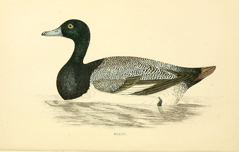 Scaup Poster Print by Rev FO Morris-VARPDXFOM15 Image 1