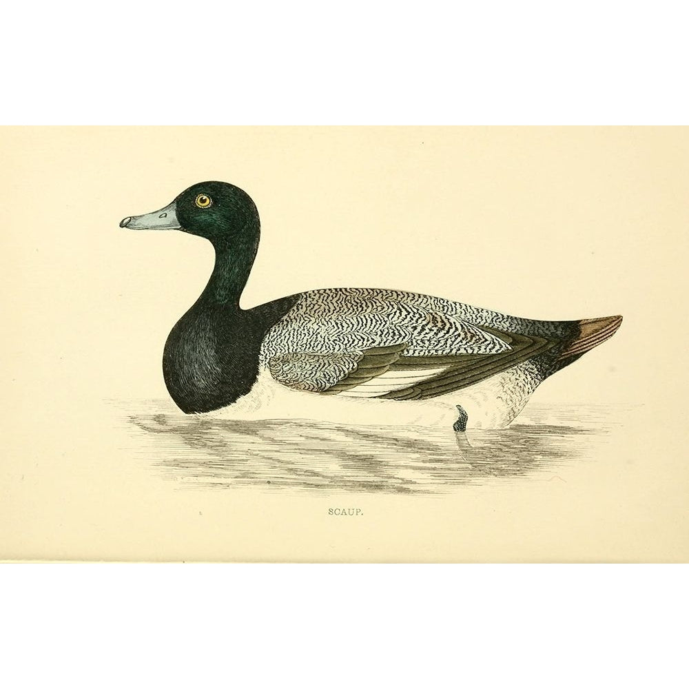 Scaup Poster Print by Rev FO Morris-VARPDXFOM15 Image 1