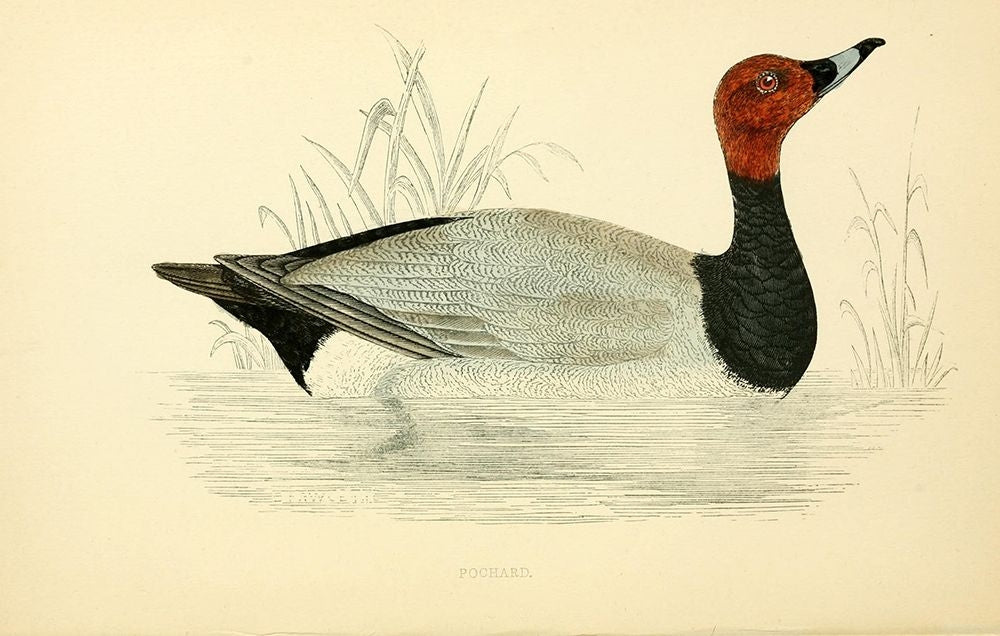 Pochard Poster Print by Rev FO Morris-VARPDXFOM11 Image 1