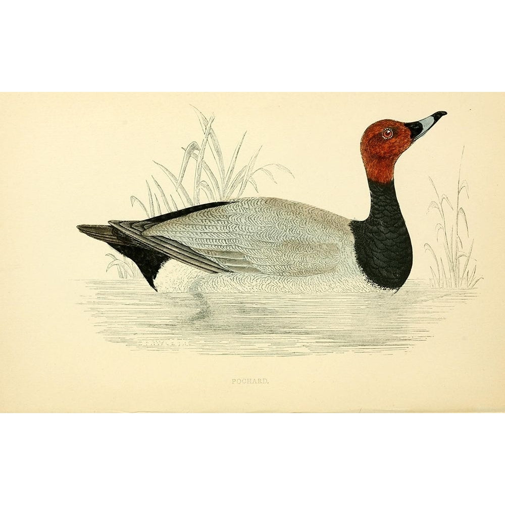 Pochard Poster Print by Rev FO Morris-VARPDXFOM11 Image 2