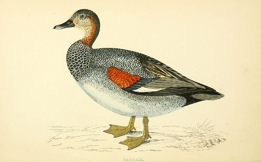 Gadwall Poster Print by Rev FO Morris-VARPDXFOM13 Image 2