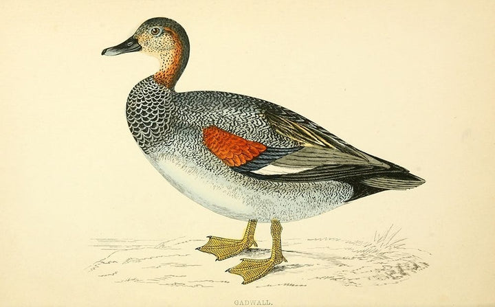 Gadwall Poster Print by Rev FO Morris-VARPDXFOM13 Image 2