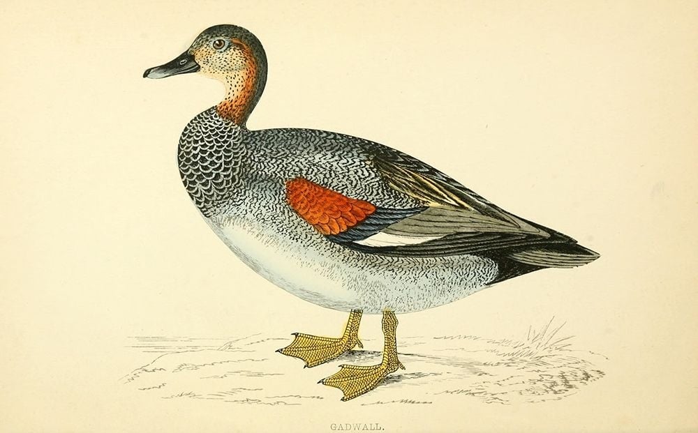 Gadwall Poster Print by Rev FO Morris-VARPDXFOM13 Image 1