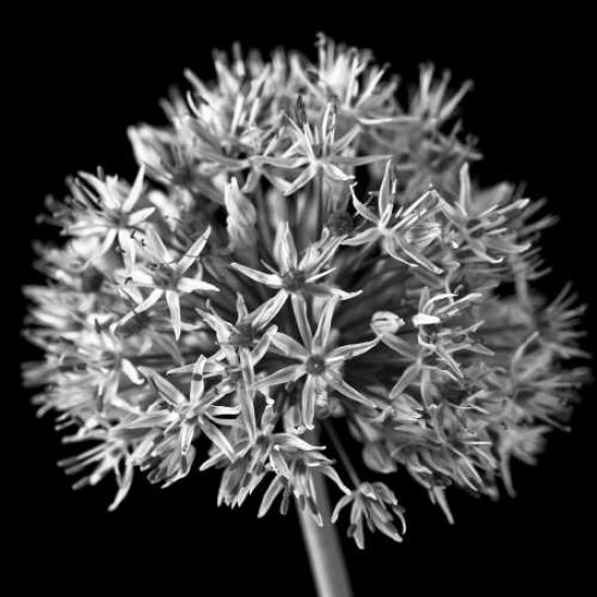 FTBR 1134 Allium B-W Poster Print by Assaf Frank-VARPDXFTBR1134 Image 2