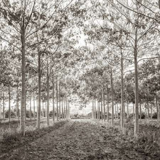 Pathway through trees in forest Poster Print by Assaf Frank-VARPDXFTBR1764 Image 1