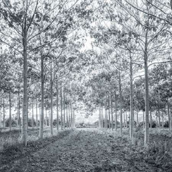 Pathway through trees in forest Poster Print by Assaf Frank-VARPDXFTBR1765 Image 1