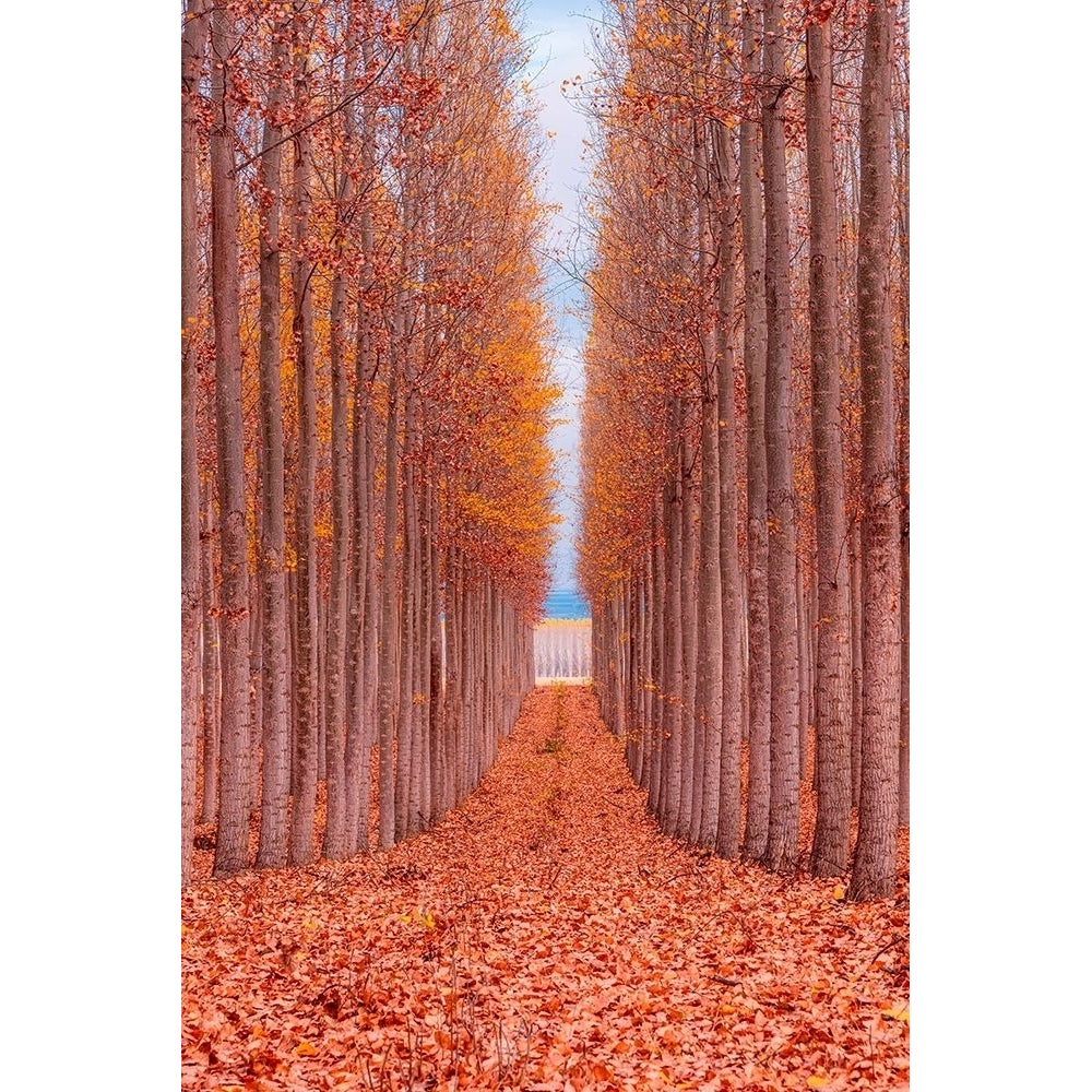 Tree Farm Poster Print by Bruce Getty-VARPDXG2074D Image 1