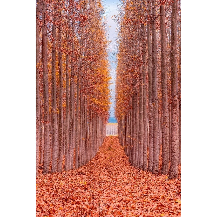 Tree Farm Poster Print by Bruce Getty-VARPDXG2074D Image 1