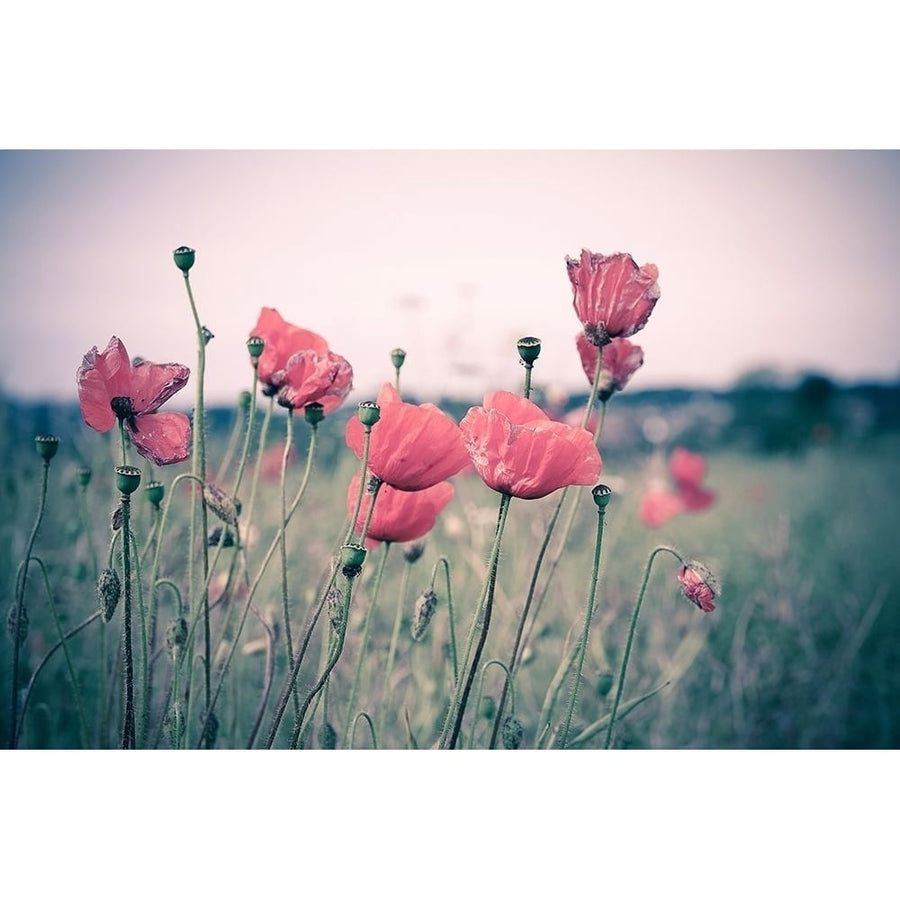 Pink Tulips Poster Print by Adelino Goncalves-VARPDXG2096D Image 1