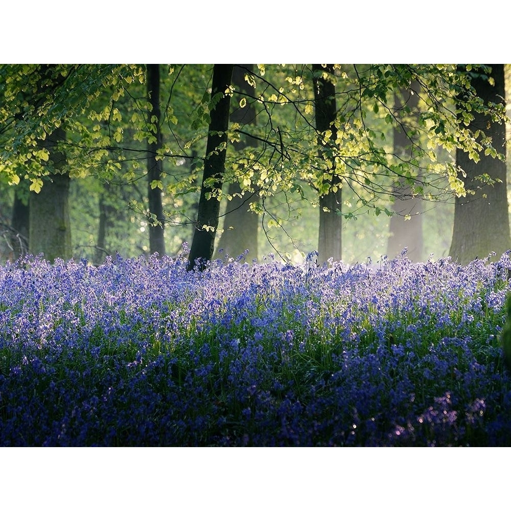 Last of The Bluebells Poster Print by Adelino Goncalves-VARPDXG2101D Image 1