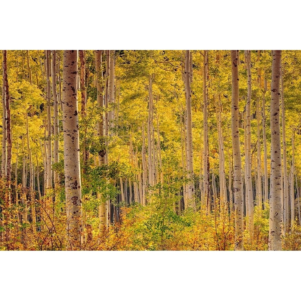 Independence Pass by John Gavrilis-VARPDXG2140D Image 1