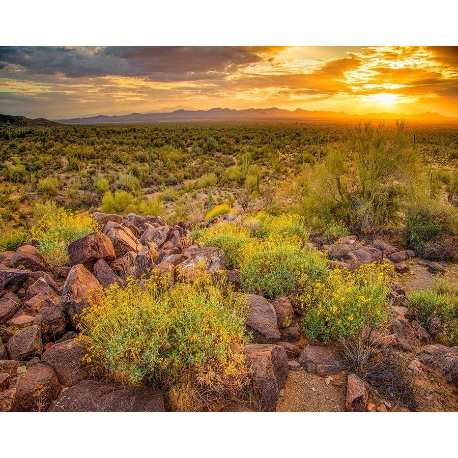 Brittlebush Sunset by John Gavrilis-VARPDXG2135D Image 1