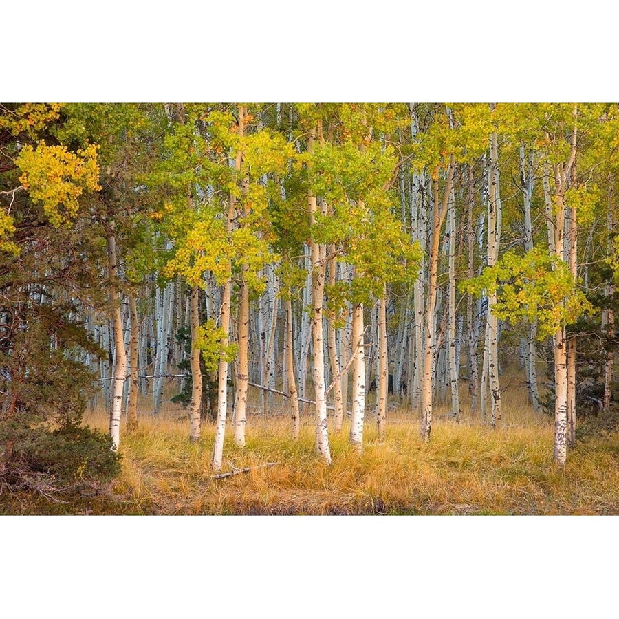 June Lake Aspen by John Gavrilis-VARPDXG2142D Image 1