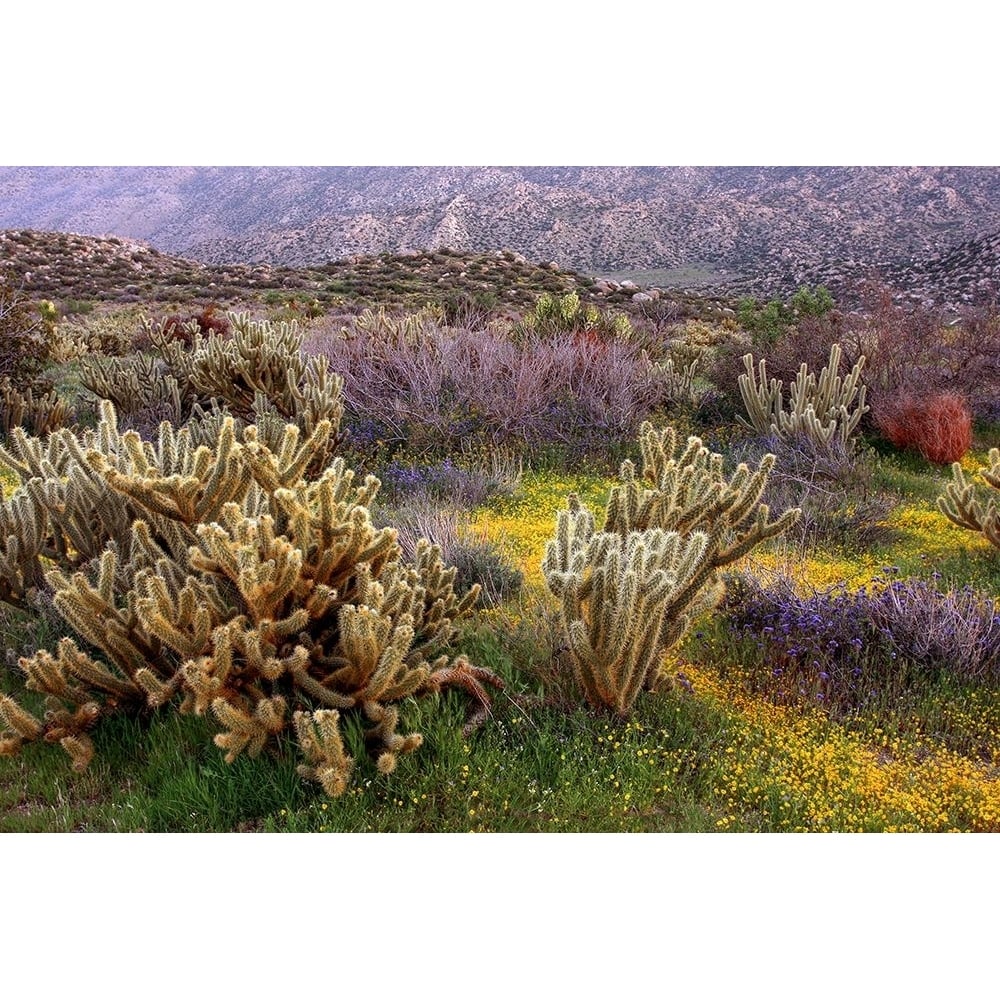 Desert Cactus and Wildflowers Poster Print - John Gavrilis-VARPDXG2196D Image 1