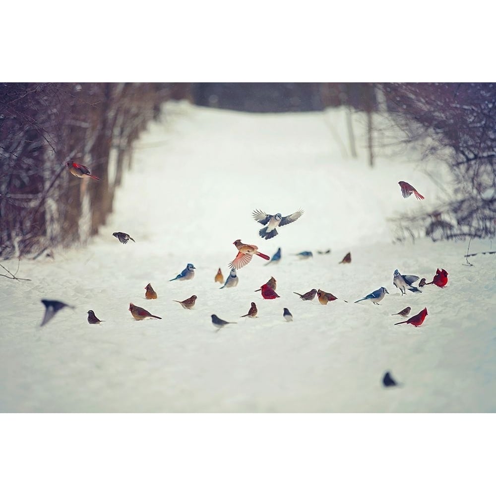 Feathered Friends Birds in Snow Poster Print - Carrie Ann Grippo-Pike-VARPDXG2233D Image 1