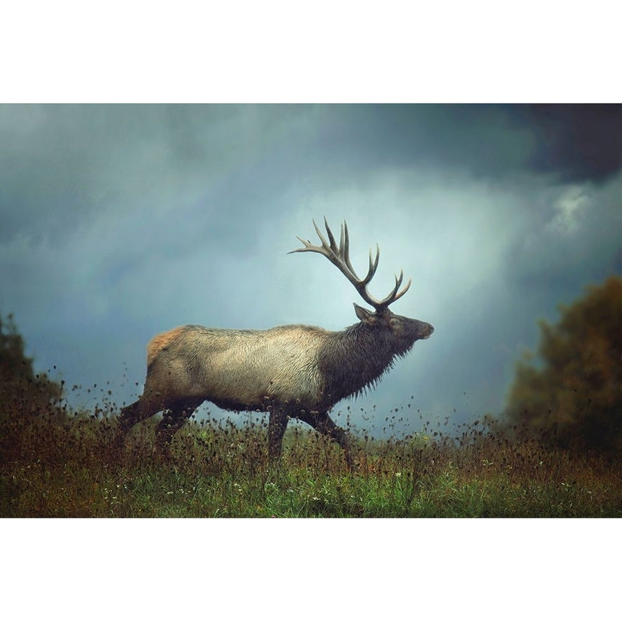 The Elk Poster Print - Carrie Ann Grippo-Pike-VARPDXG2218D Image 1