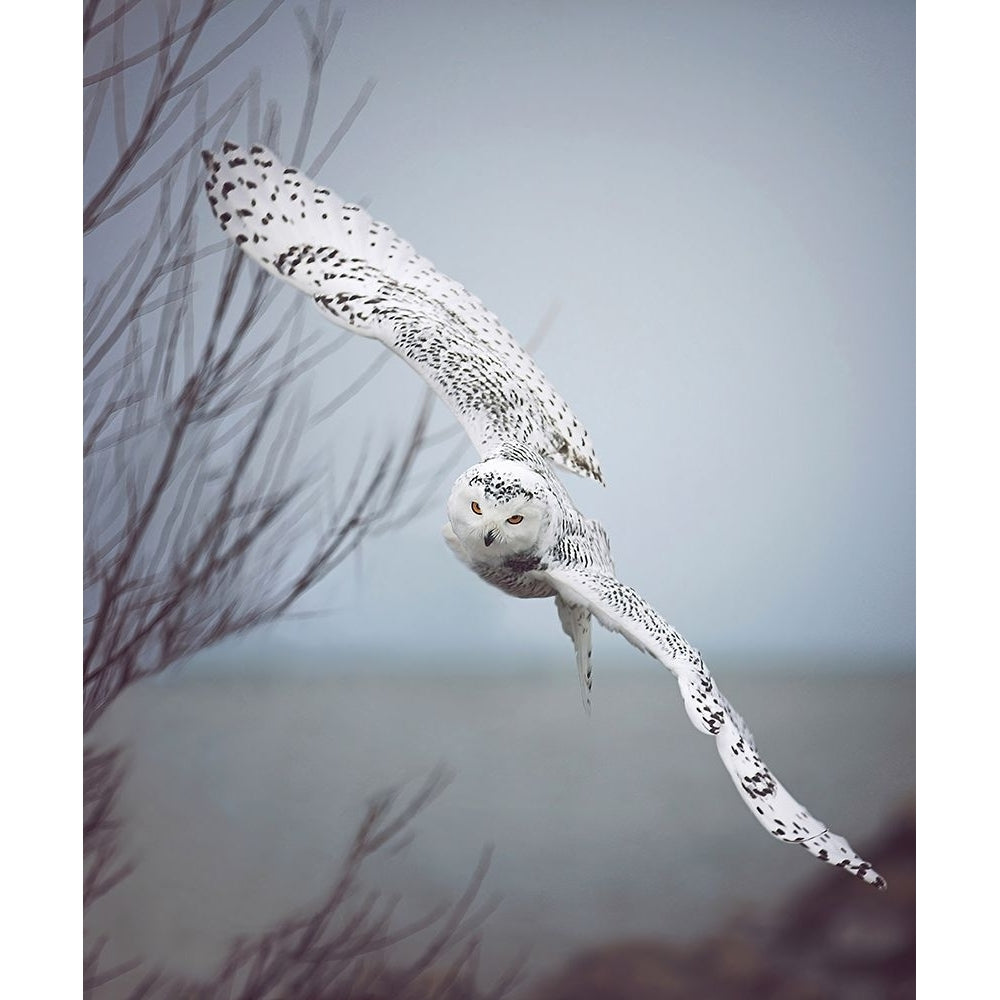 Snowy Owl In Flight Poster Print - Carrie Ann Grippo-Pike-VARPDXG2222D Image 1