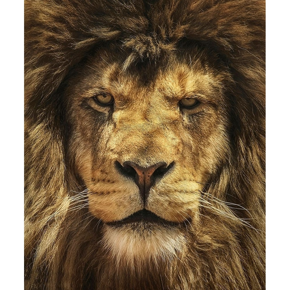 Lion King Poster Print - Carrie Ann Grippo-Pike-VARPDXG2214D Image 1