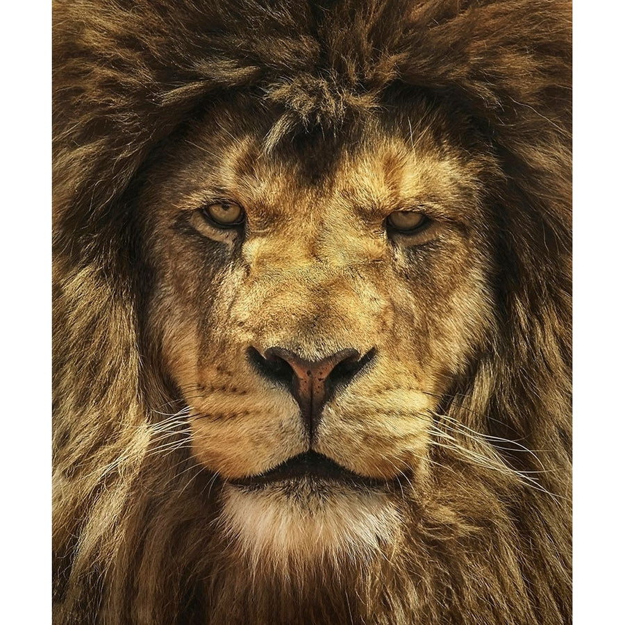 Lion King Poster Print - Carrie Ann Grippo-Pike-VARPDXG2214D Image 1