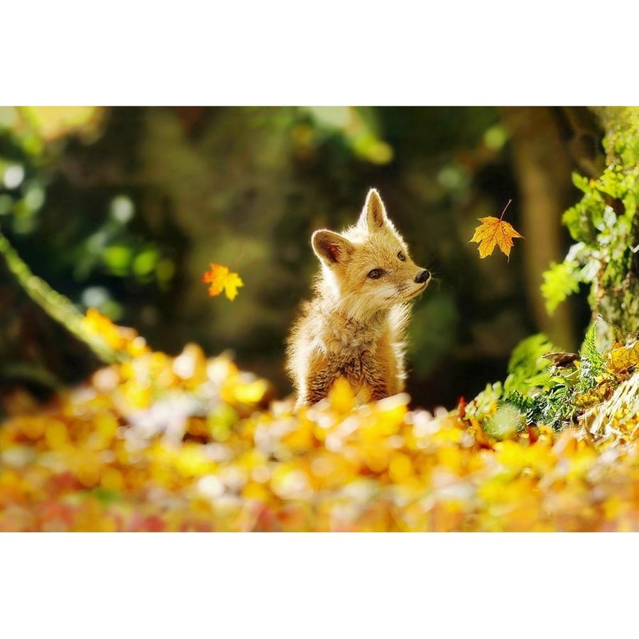 Falling Leaves Fox Poster Print - Carrie Ann Grippo-Pike-VARPDXG2232D Image 1